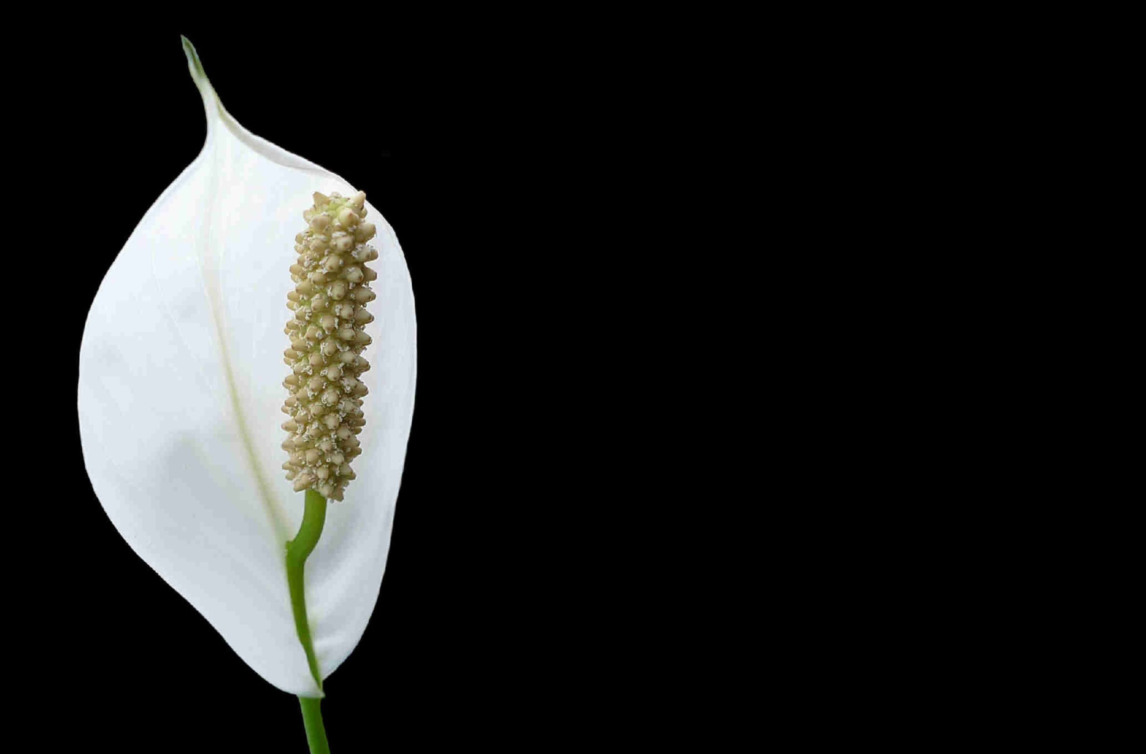 La chiesa di Nola abbraccia il vescovo Beniamino