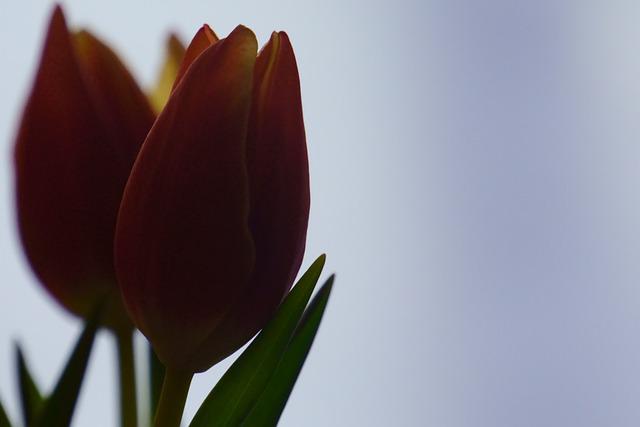 Don Carmine Coppola è tornato alla Casa del Padre 